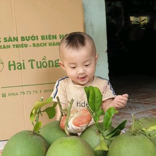 Bưởi da xanh bưởi đường lá cam giá sỉ