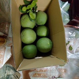 Bưởi da xanh bưởi đường lá cam