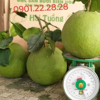 Bưởi da xanh bưởi đường lá cam