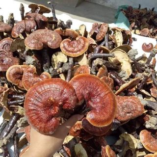 MẬT ONG NHÂN TÂM - NẤM LINH CHI