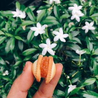 Bánh Sò Kẹp Me Thái Lan