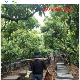 Mật ong hoa Cafe Tây Nguyên Bảo Lộc