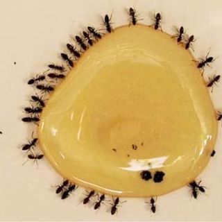 Thuốc diệt kiến gián sinh học anbio