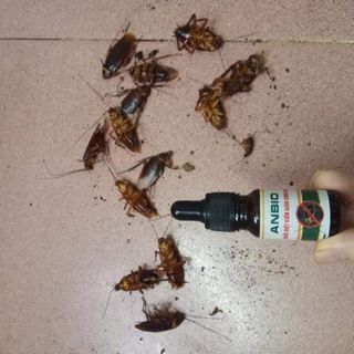 Thuốc diệt kiến gián sinh học anbio