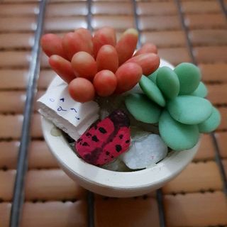 sen đá đất sét