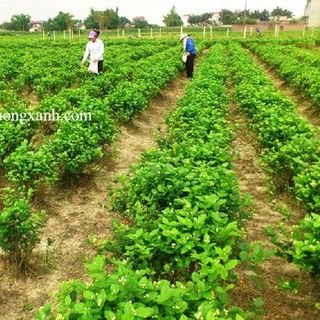 Trà Nhài Túi Lọc 40gram