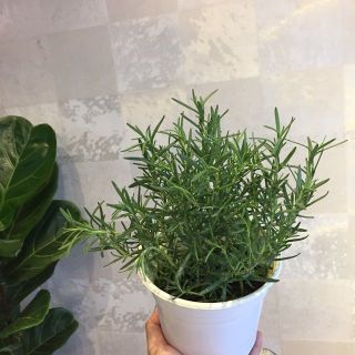 Hạt Giống Hương Thảo Rosemary Trang Nông Mùi Thơm Tinh Dầu 02Gr