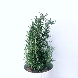 Hạt Giống Hương Thảo Rosemary Trang Nông Mùi Thơm Tinh Dầu 02Gr