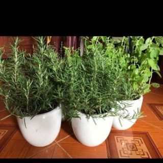 Hạt Giống Hương Thảo Rosemary Trang Nông Mùi Thơm Tinh Dầu 02Gr