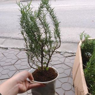 Hạt Giống Hương Thảo Rosemary Trang Nông Mùi Thơm Tinh Dầu 02Gr