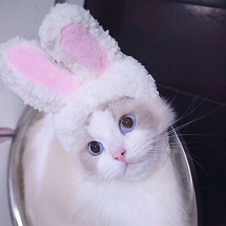 Mũ tai thỏ trắng cho thú cưng giá sỉ