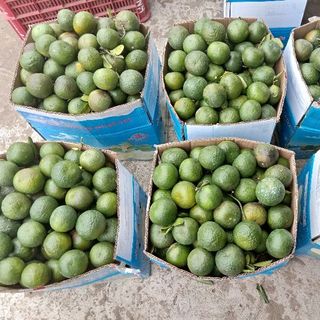 Cam Sành Mọng Nước