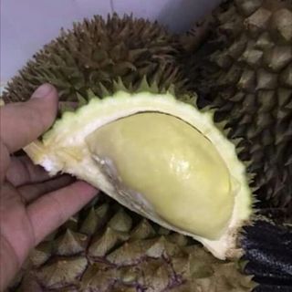 SẦU RIÊNG LÂM ĐỒNG