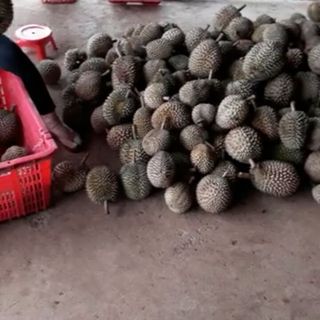 SẦU RIÊNG LÂM ĐỒNG