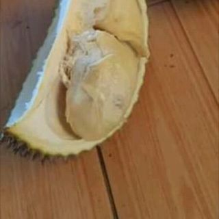 SẦU RIÊNG LÂM ĐỒNG