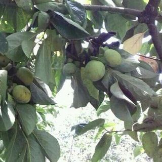 HỒNG GIÒN ĐÀ LẠT