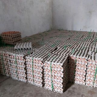 Trứng gà công nghiệp hữu cơ