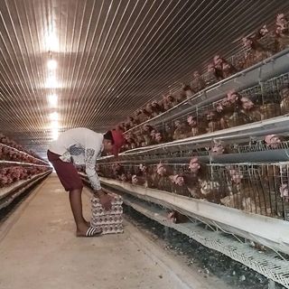 Trứng gà công nghiệp hữu cơ