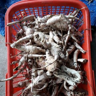 Sâm Bố Chính- NgonBổRẻ
