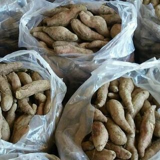 khoai lang mật