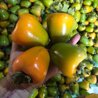 Hồng chín trứng láng