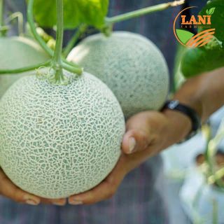 Dưa Lưới Nhật Bản - giống Festa Giá Sỉ Toàn Quốc - Dưa Lưới LaniFarm