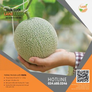 Dưa Lưới Nhật Bản - giống Festa Giá Sỉ Toàn Quốc - Dưa Lưới LaniFarm