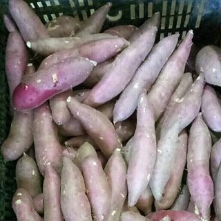 khoai lang Nhật