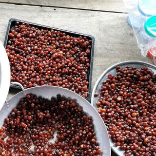Chùm Ruột Rim Mật Ong