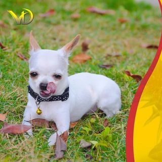 BỘT KHOÁNG DINH DƯỠNG CHIBI POWDER