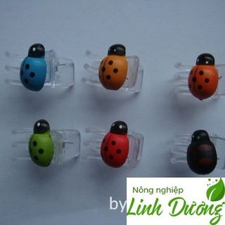 Kẹp thân hoa lan kẹp hình côn trùng kẹp hoa lan hình bọ dừa Gói 500 cái