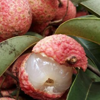 VẢI THIỀU SẤY KHÔ BẮC GIANG