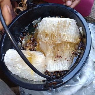 Mật ong rừng phương anh