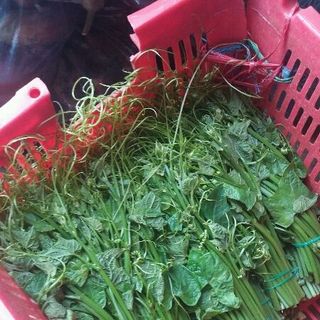 su hào đọt su su dưa babe Đà Lạt