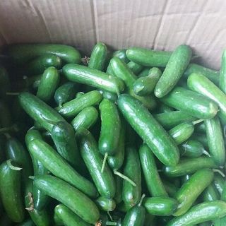 su hào đọt su su dưa babe Đà Lạt