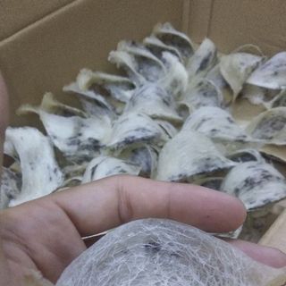 yến sào nguyên chất