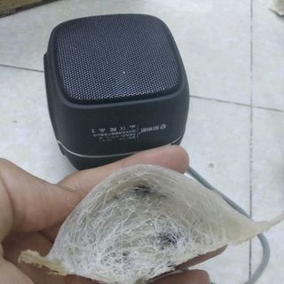 yến sào nguyên chất