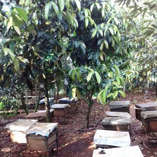 Mật ong hoa cà phê 1 lít nguyên chất bao đổi trả