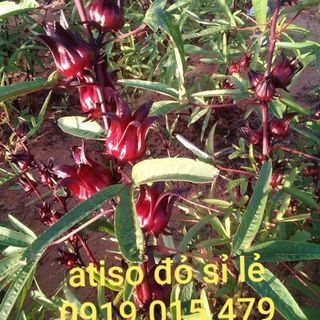 atiso đỏ tươi giá sỉ siêu rẻ