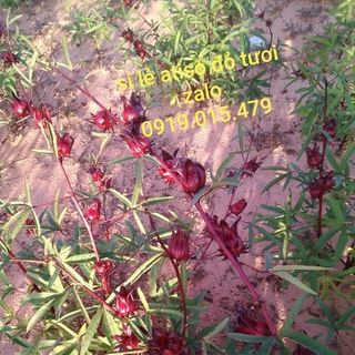 atiso đỏ tươi giá sỉ siêu rẻ