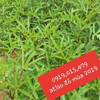 bụp giấm bụp giấm tươi sỉ siêu rê