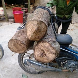 cao gắm sỉ giá nguồn