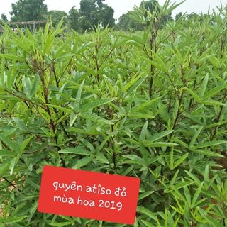 atiso đỏ atiso đỏ sỉ siêu rẻ