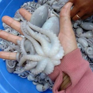 Mực tua chỉ