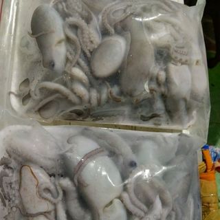 Mực tua chỉ