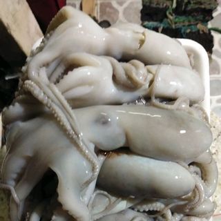 Mực tua chỉ