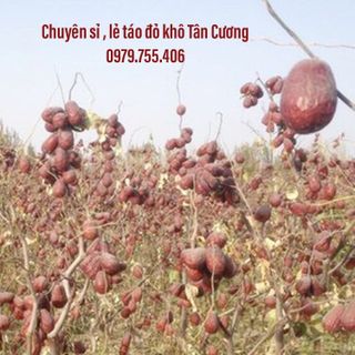 TÁO ĐỎ TÂN CƯƠNG KẸP NHÂN QUẢ ÓC CHÓ HẢO HẠNG