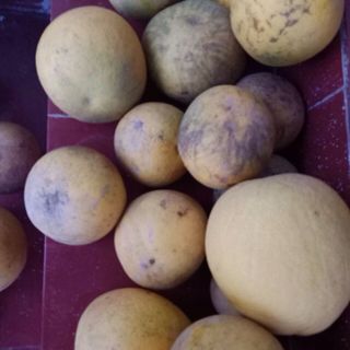 Bưởi diễn lục ngạn