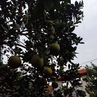 Bưởi diễn lục ngạn