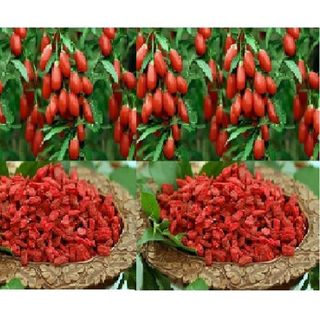 Quả Kỷ Tử Chín - Trà Thảo Lộc